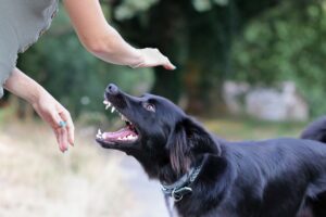 Aggressive dog showing teeth toward a person, representing a dog bite injury case in Bellevue