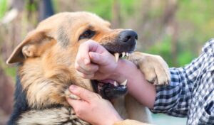 Person trying to stop a dog from biting their arm, illustrating a dog bite injury case in Bellevue WA